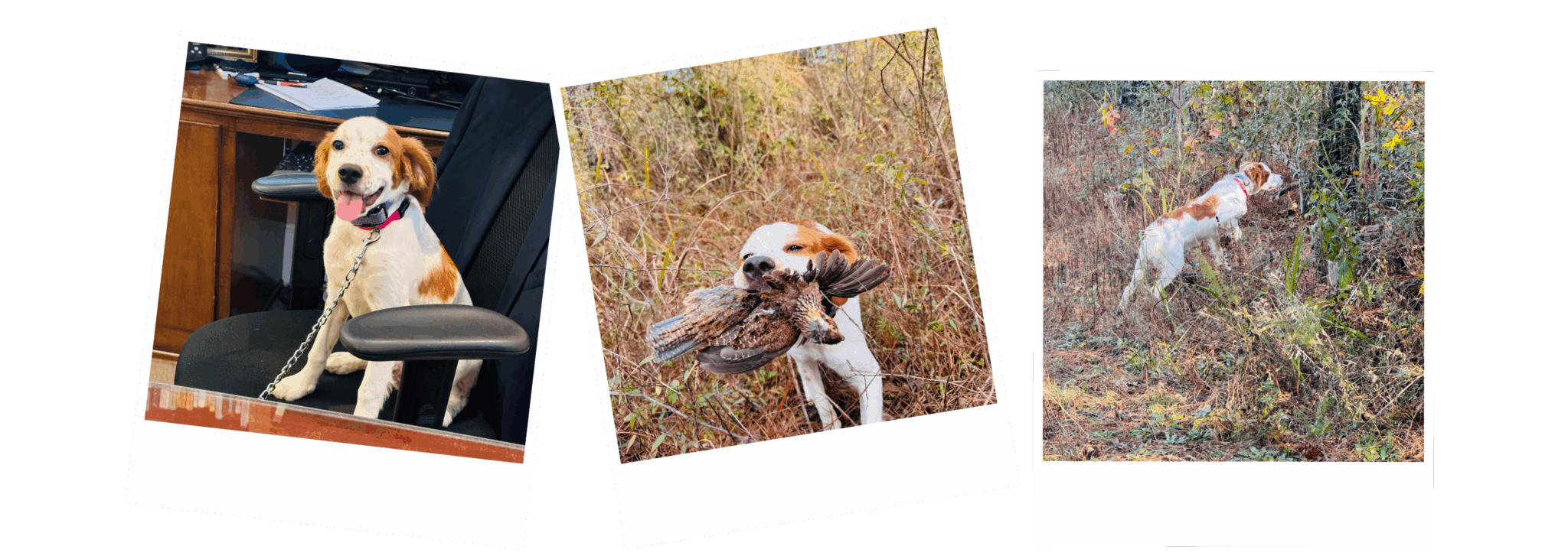 Brown and white dog sitting, retrieving a bird, and exploring in a field.